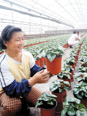 天津北辰區花卉種植基地加強管理 確保國慶期間蔬菜種植供應